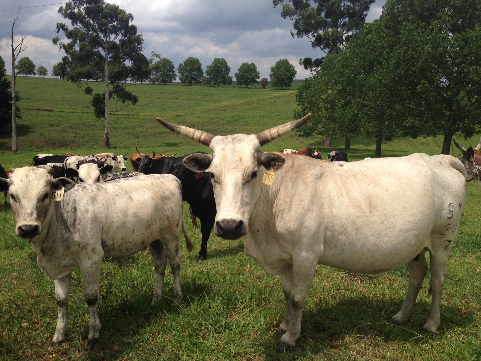 How drought is destroying KZN’s cattle farms GroundUp